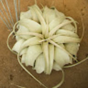 Meet your Posher, Tarah